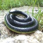Realistic Rubber Snake