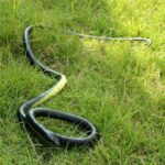 Realistic Rubber Snake