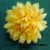 Marigold Yellow Flower (2 Inch)