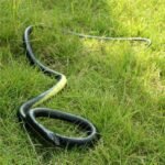 Realistic Rubber Snake, Prank Toy - Image 4